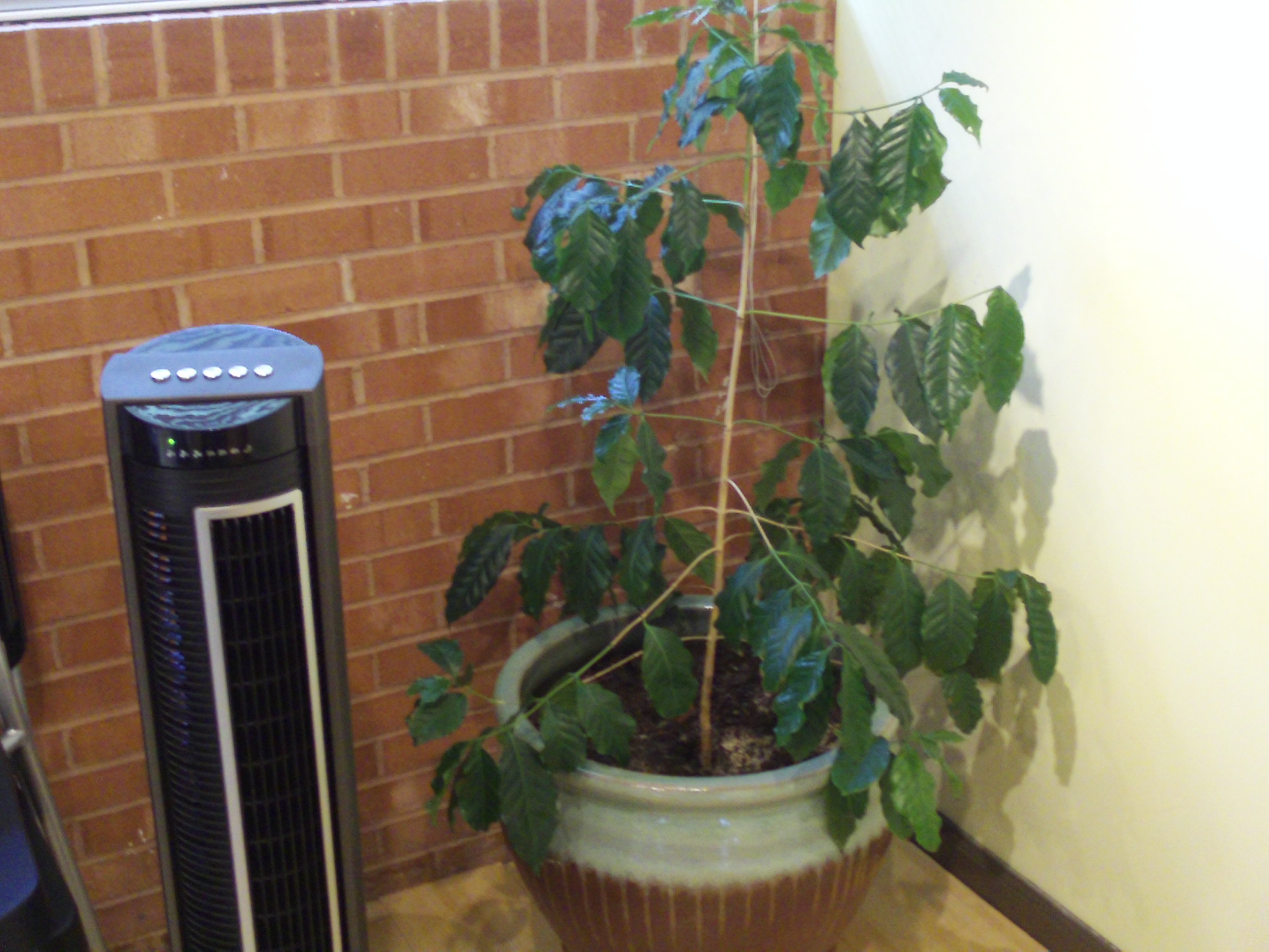 Counter Culture's coffee tree